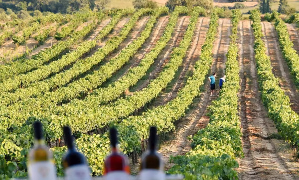 Katakolon Olympia Honey Farm Winery shore excursion 1